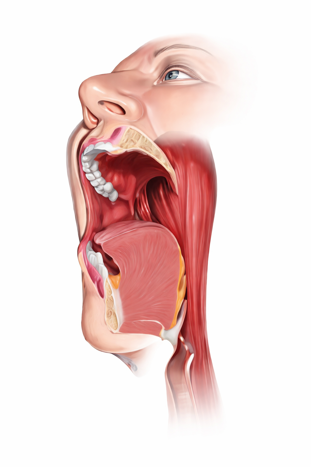 Oral cancer anatomy illustration by Krishna Cancer Hospital Bhopal
