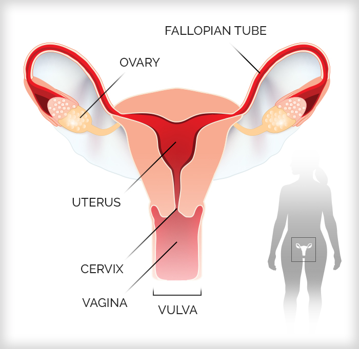Female reproductive system diagram for gynecological cancer treatment by Krishna Cancer Hospital Bhopal