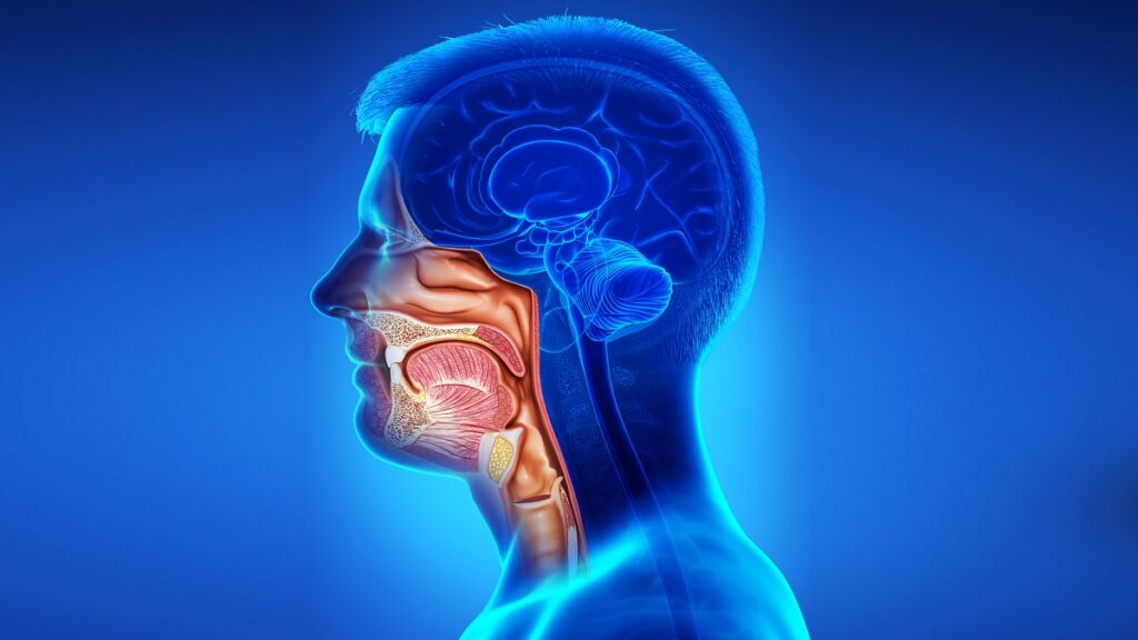Head and neck anatomy illustration for cancer treatment by Krishna Cancer Hospital Bhopal